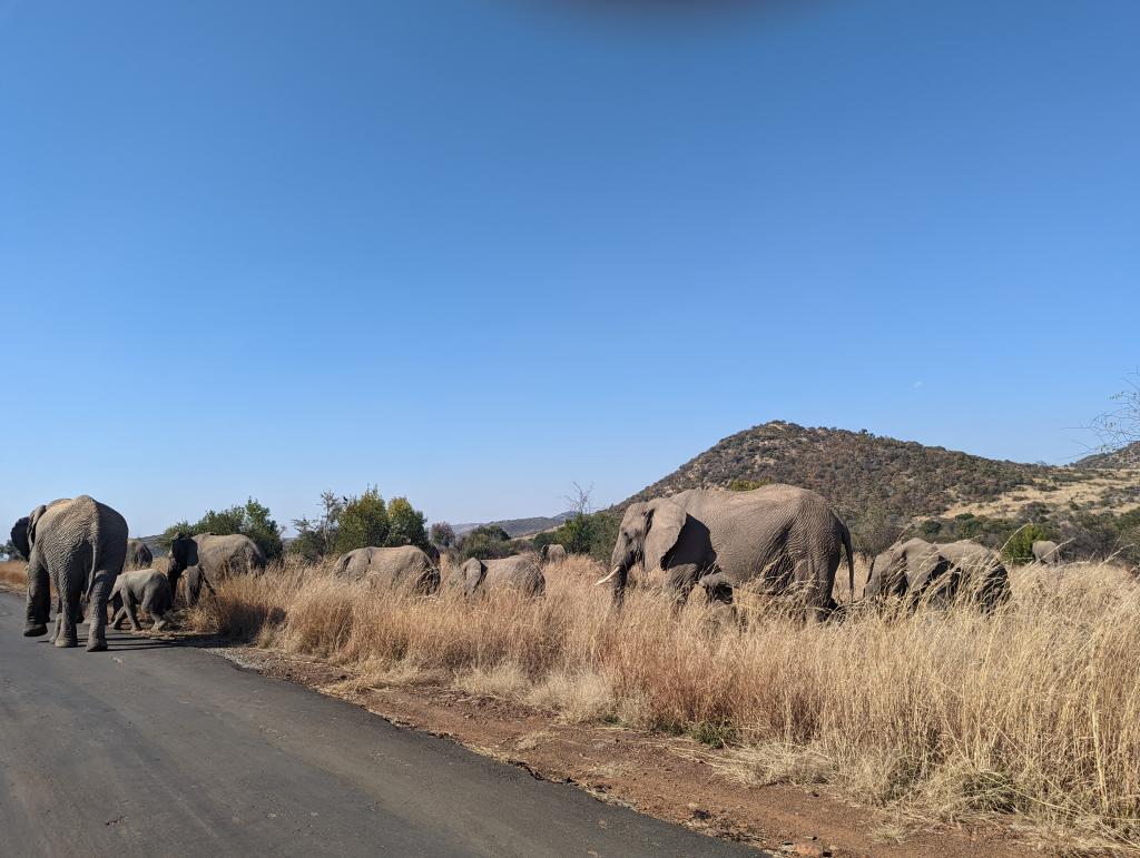 A herd of elephants crossing in front of our car during our self-drive safari.